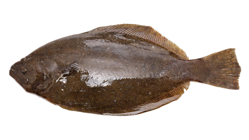 Jacksonville Fishing Charters